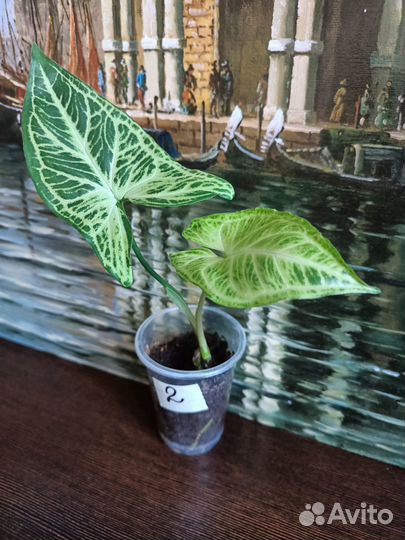 Сингониумы сортовые