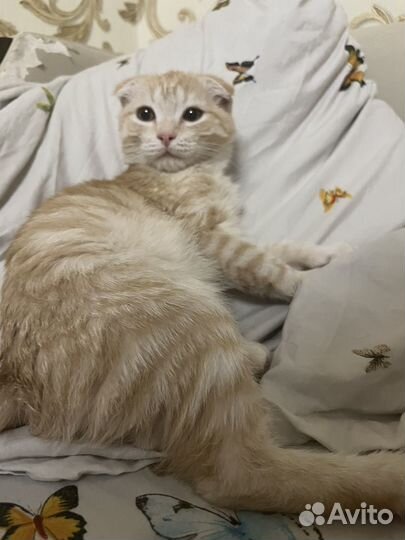 Отдам котенка