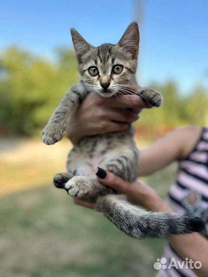 Котенок девочка 2 мес