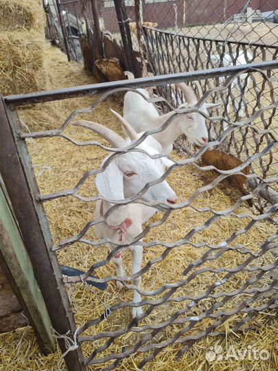 Овцы бараны