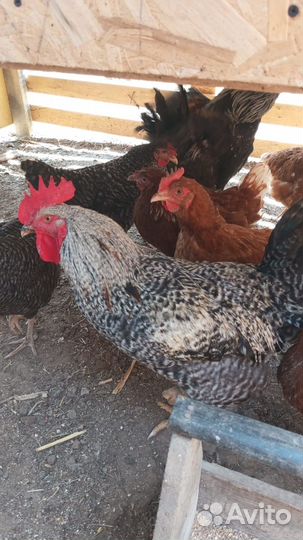 Молодые петухи