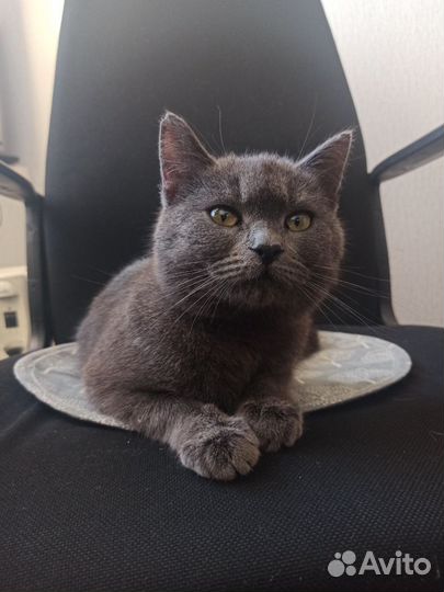 Британская короткошерстная кошка