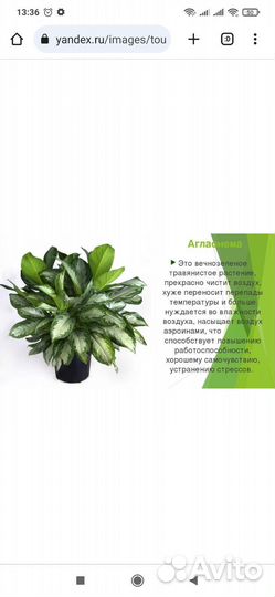 Аглаонема