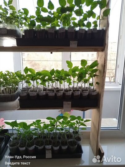 Пикированная рассада сладкого перца