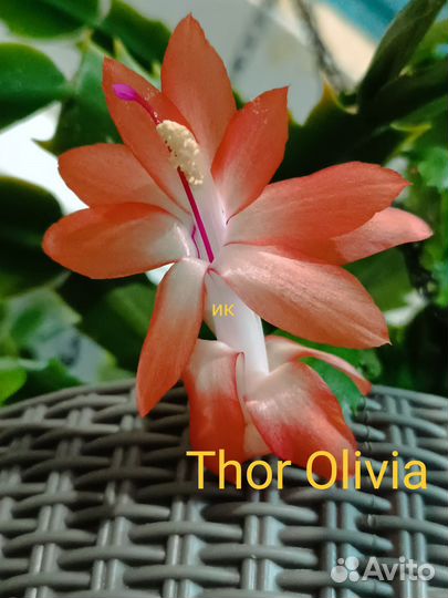 Сортовые декабристы