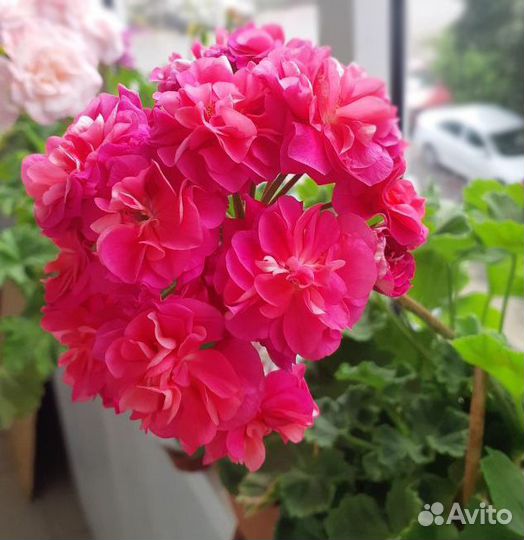 Пеларгония сортовая юв Византия