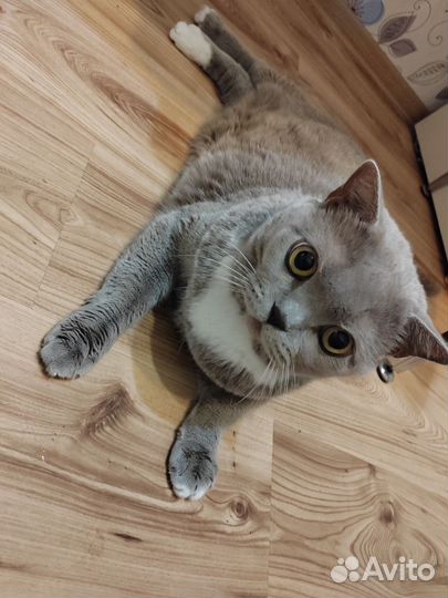 Кот британец отдам