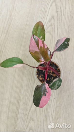 Филодендрон Розовая принцесса