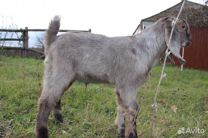 Молодняк и взрослые Англо-нубийцы