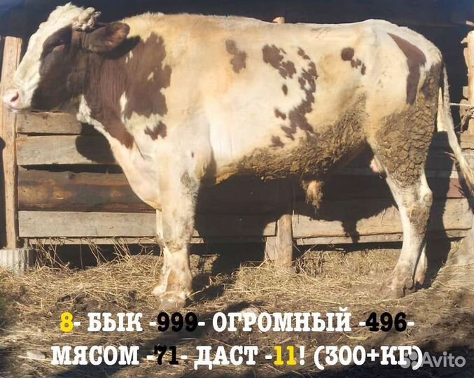 Бык на племя