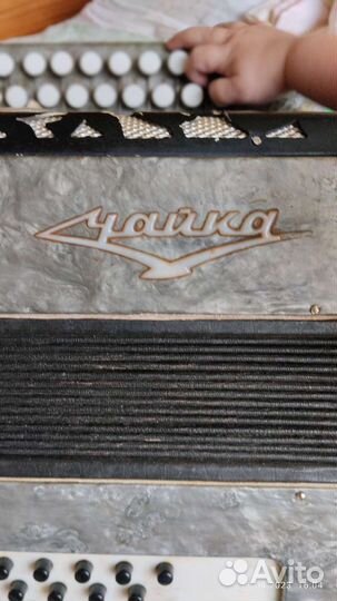 Гармонь чайка