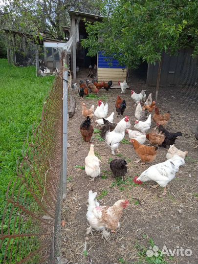 Куры, петухи