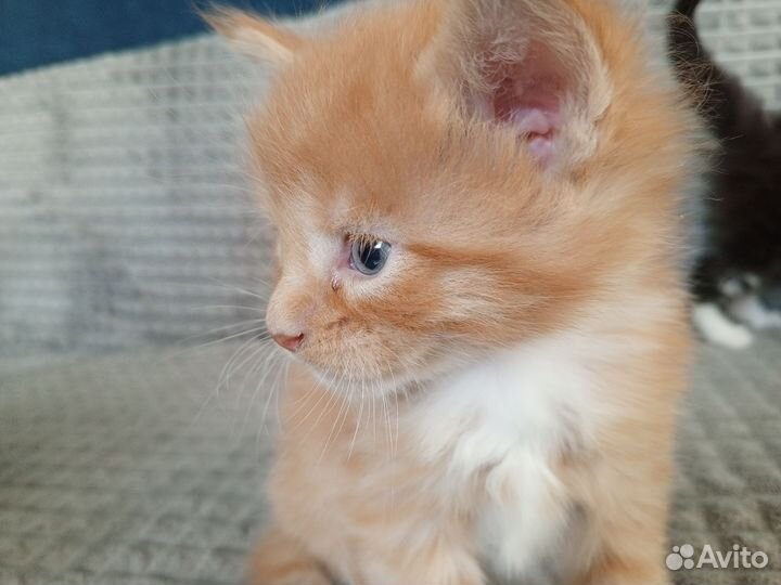 Котята мейн кун