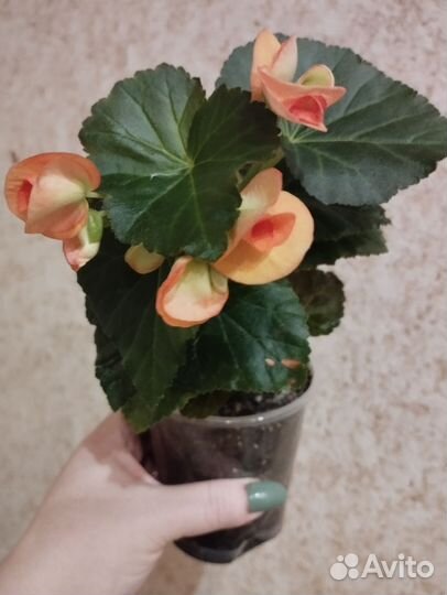 Бегония элатиор