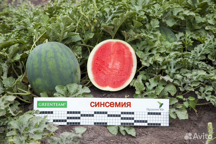 Семена безсемянного арбуза Синсемия F1