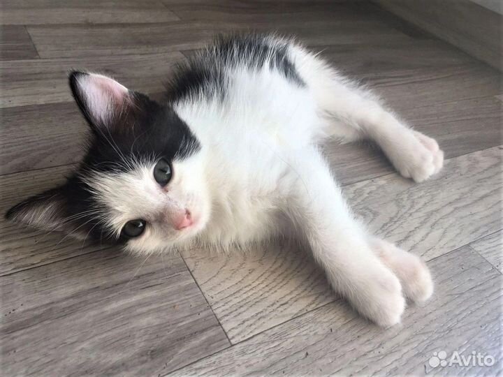 Отдам котят в добрые руки