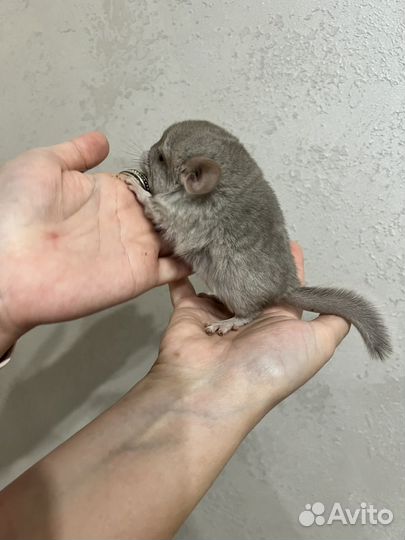 Продаются шиншиллы