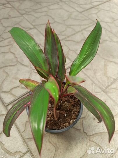 Комнатные цветы, растения