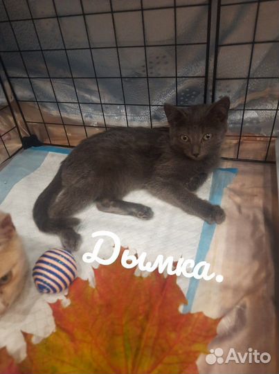 Котята в добрые руки