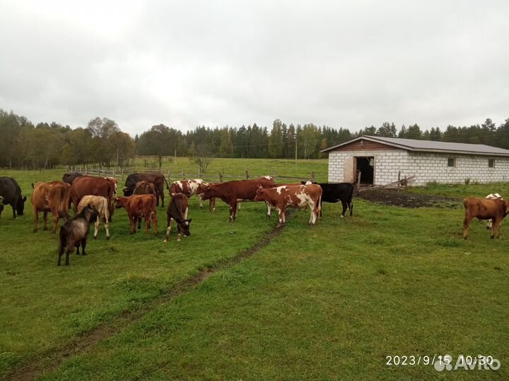 Тёлки и бычки