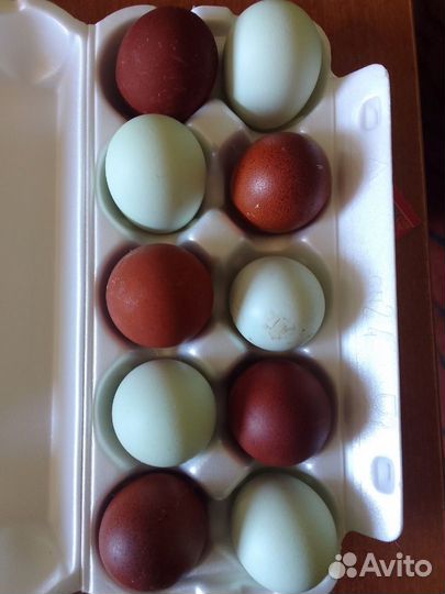 Инкубационное яйцо породистых кур