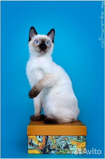 Котята Той-боб