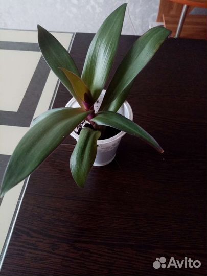 Традесканция белая