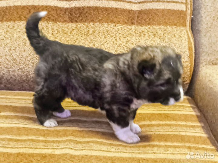 Щенки кавказской овчарки