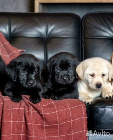 Щенки лабрадора