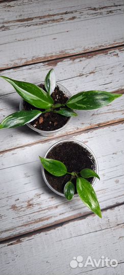 Комнатные растения. Филодендроны,монстера