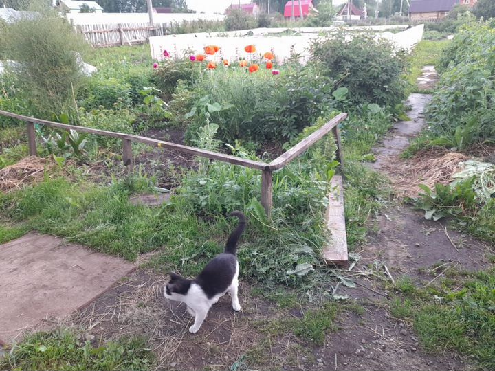 Участок 12 сот. (ИЖС)