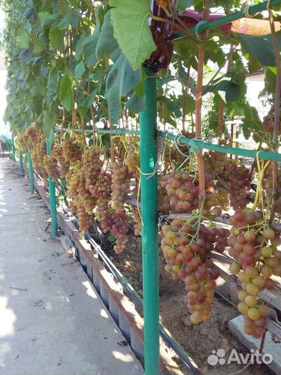 Саженцы и черенки винограда