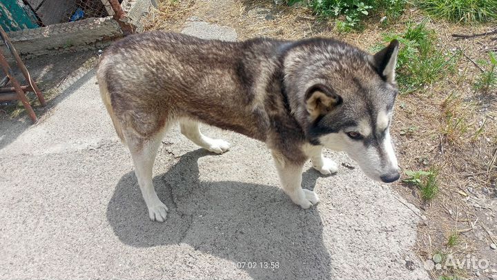 Хаски в добрые руки