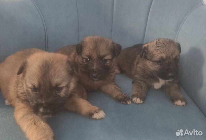 Милашки рулят