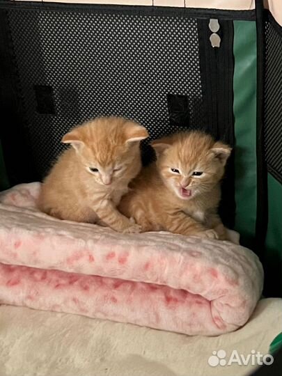 Котята в самые добрые руки