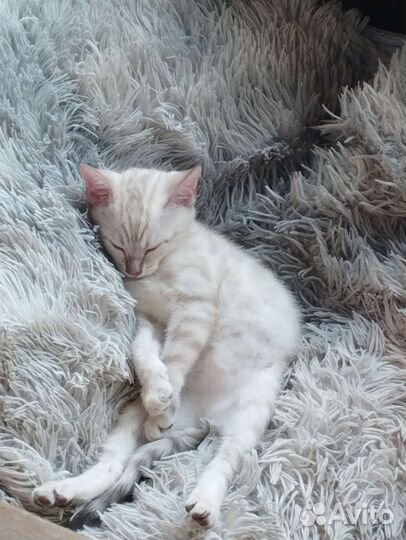 Бенгальская кошка