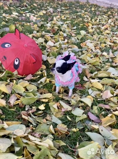 Щенки чихуахуа мини