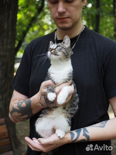 Котенок девочка