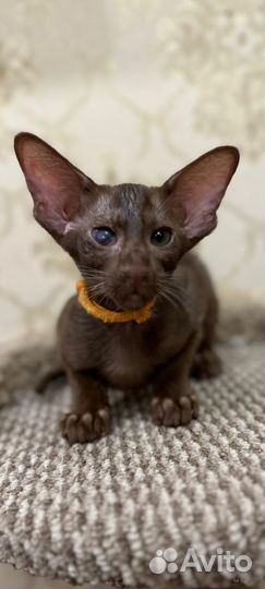 Ориентальная девочка