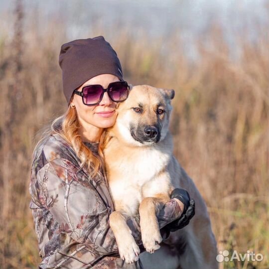 Собака в добрые руки