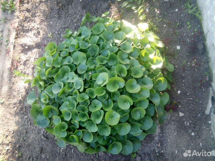 Копытень(почвокровник)