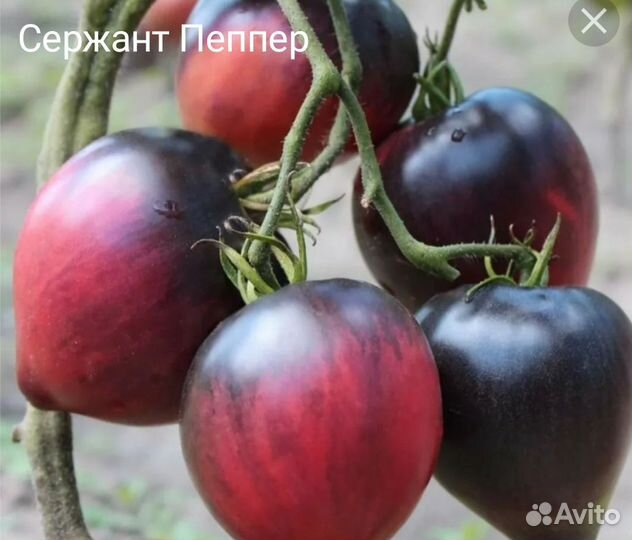 Рассада томатов