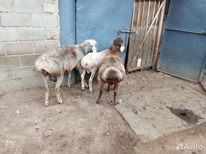 Курдючные бараны