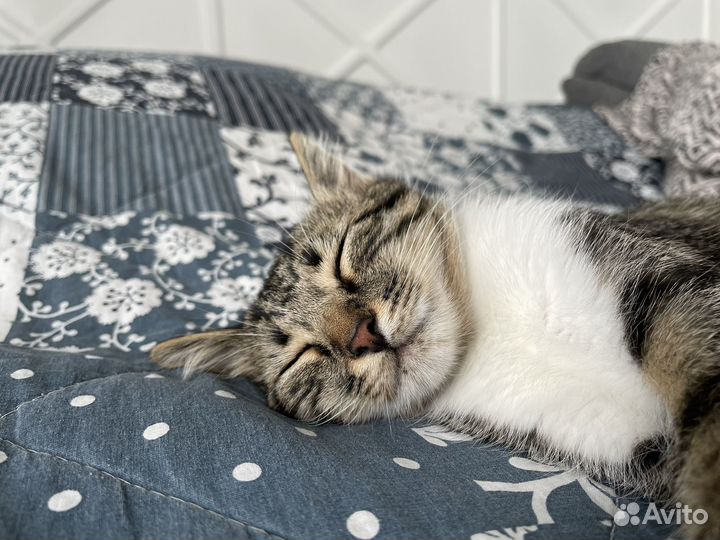 Котики бесплатно