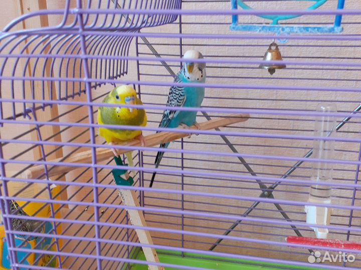 Волнистый попугай