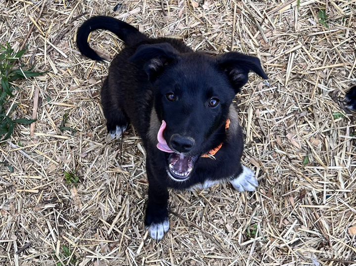 Щенок-подросток