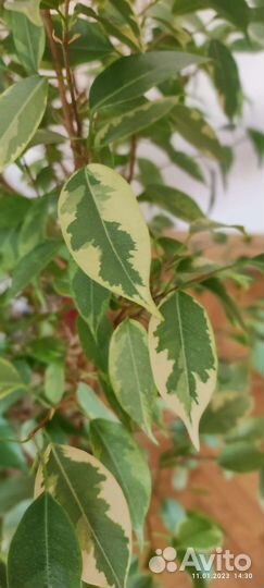 Роскошный Фикус бенджамина 100 см
