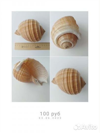 Морские ракушки