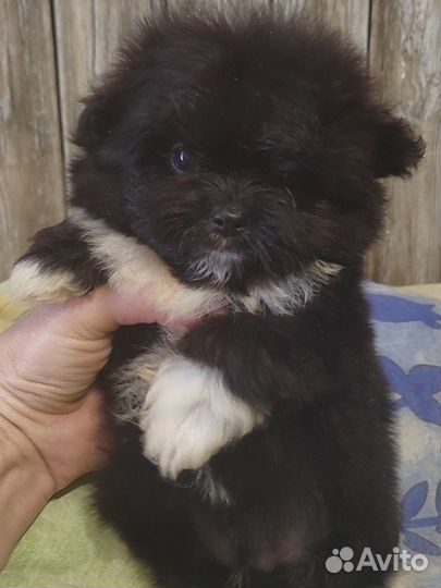 Медвежонок породы пом фризе
