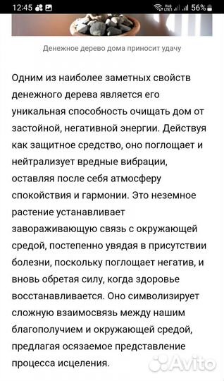 Денежное дерево (толстянка, крассула)